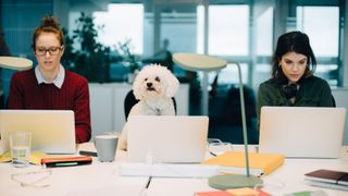 Dog sitting in an office chair