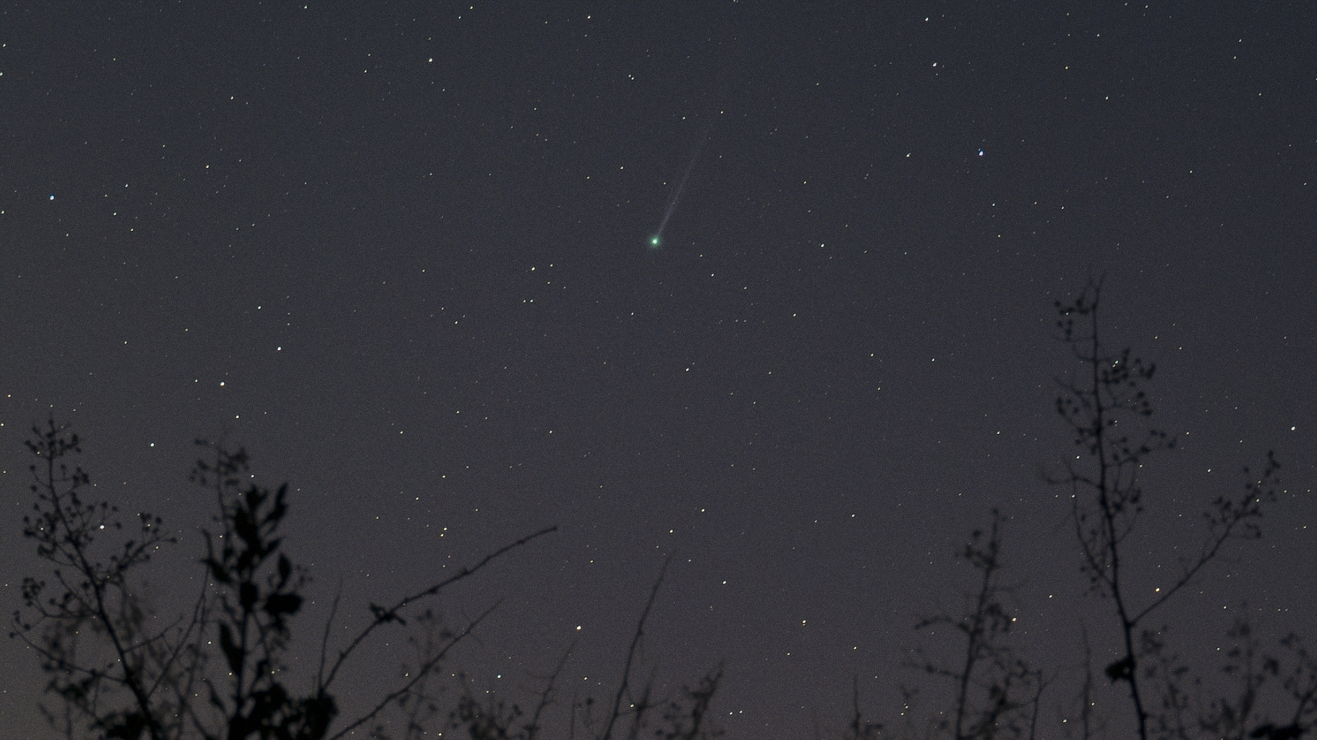 a comet with a long tail streaks through a star filled sky above trees.