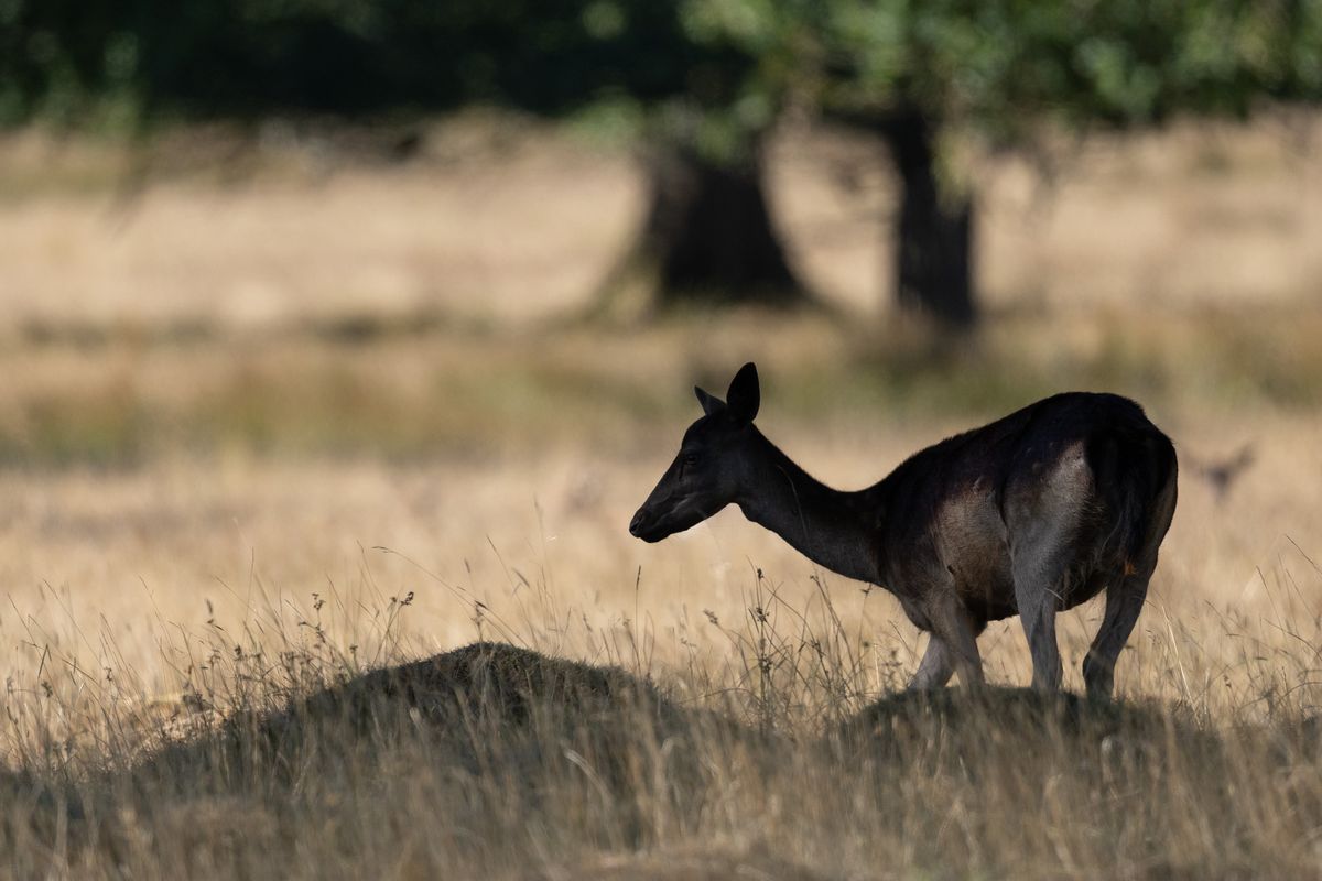 Telephoto image of a deer in a deer park