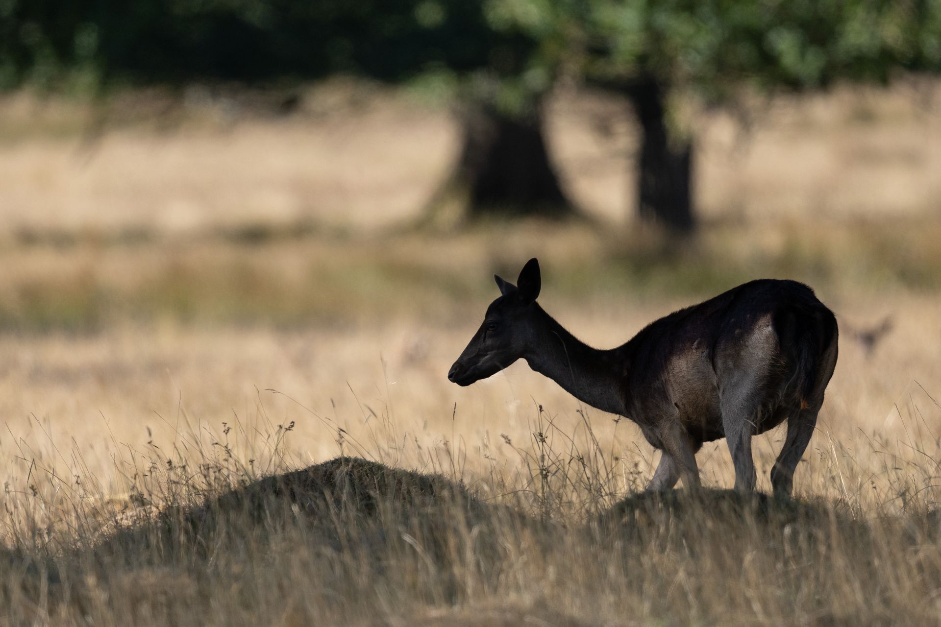 Telephoto image of a deer in a deer park