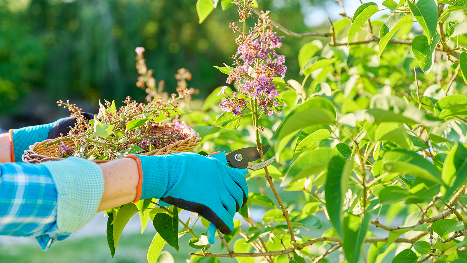 Gardener prunes lilac bush