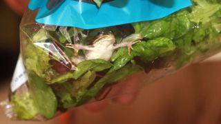 bagged salad with a frog in it