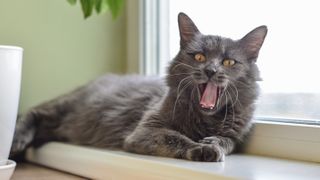 Nebelung cat is lying on the windowsill and yawning