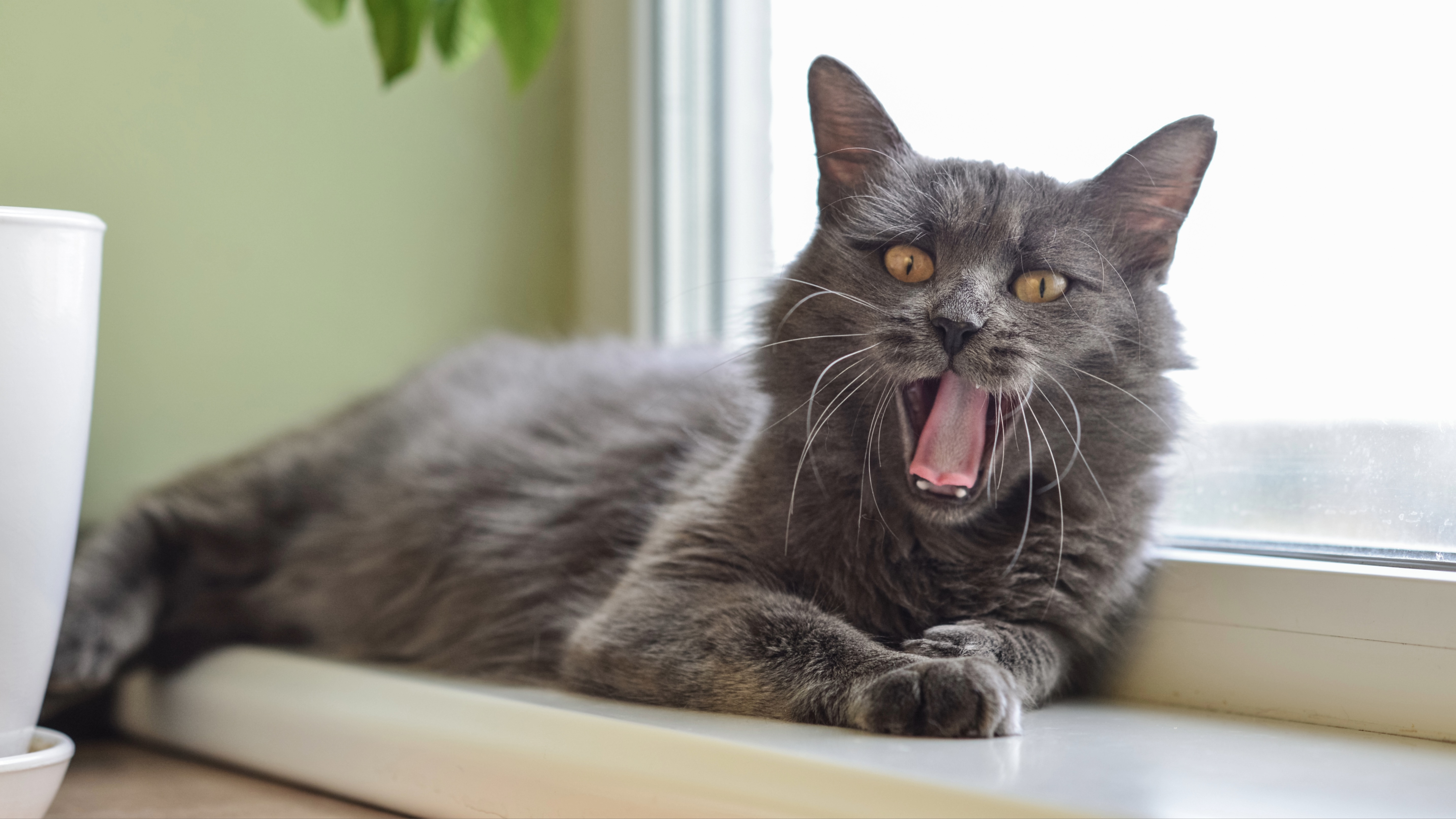 Nebelung cat is lying on the windowsill and yawning