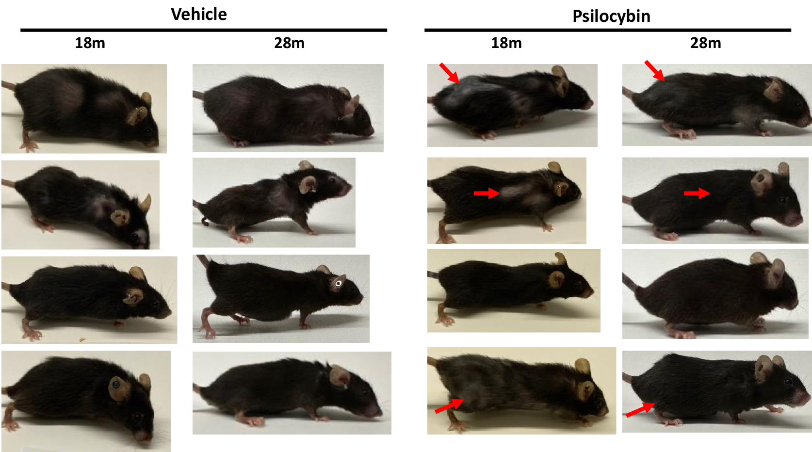 ‘I used to be floored by way of the knowledge’: Psilocybin displays anti-aging houses in early find out about