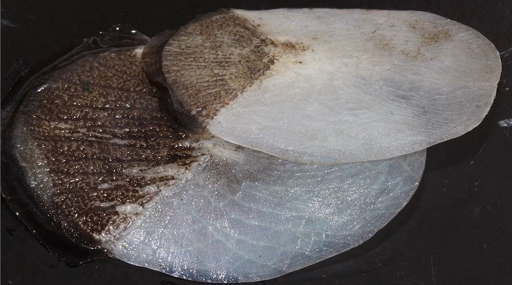 Two white arapaima scales