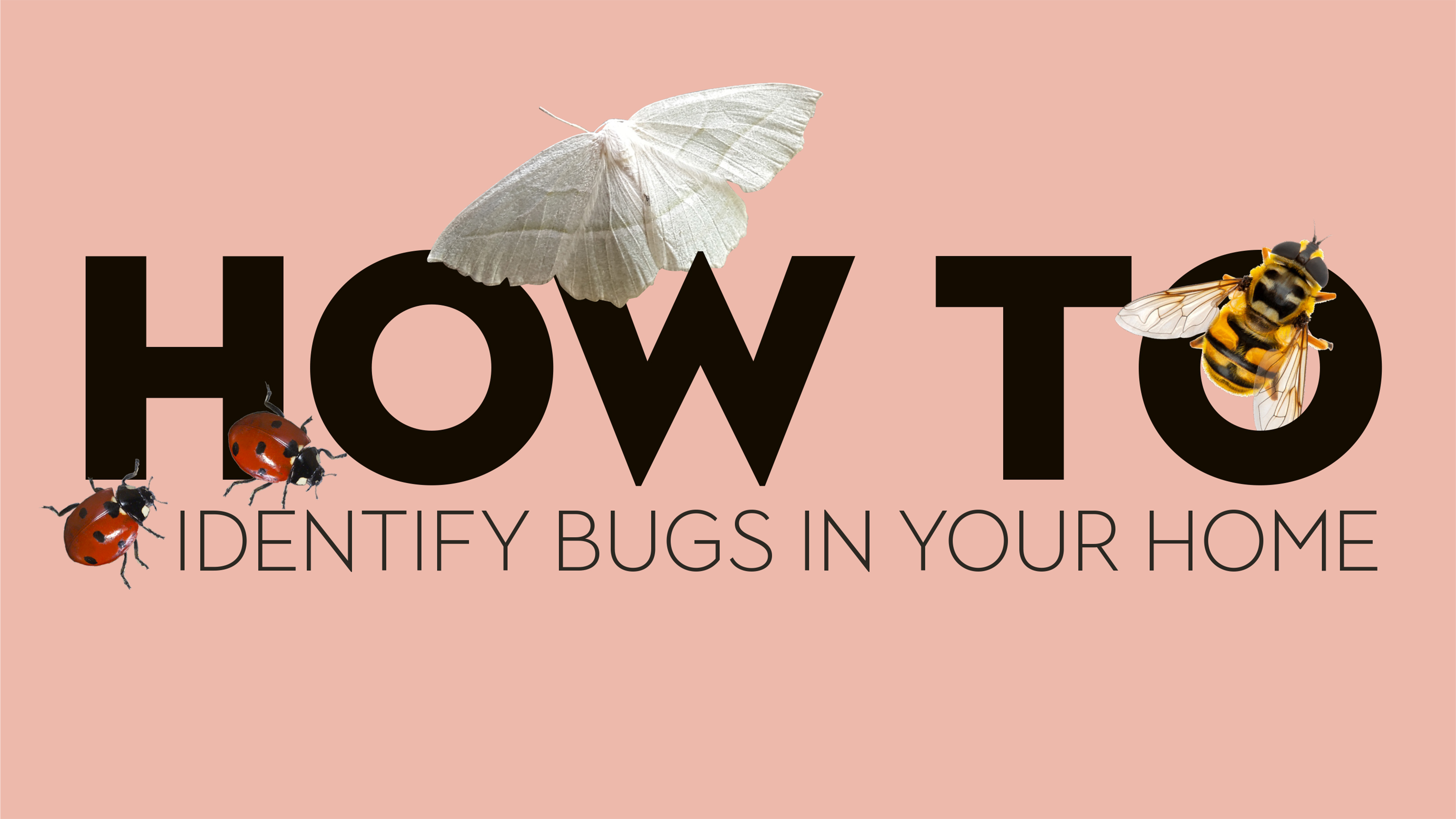 How to identify bugs in your home: spot bed bugs, termites and more with  ease