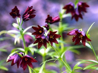 Fritillaria camschatcensis flowers (chocolate lily)