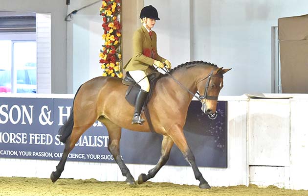 BSPS Area 5Chantilly Galway Girl and Charlotte Elliot-Grooby (SHP CHAMPION)