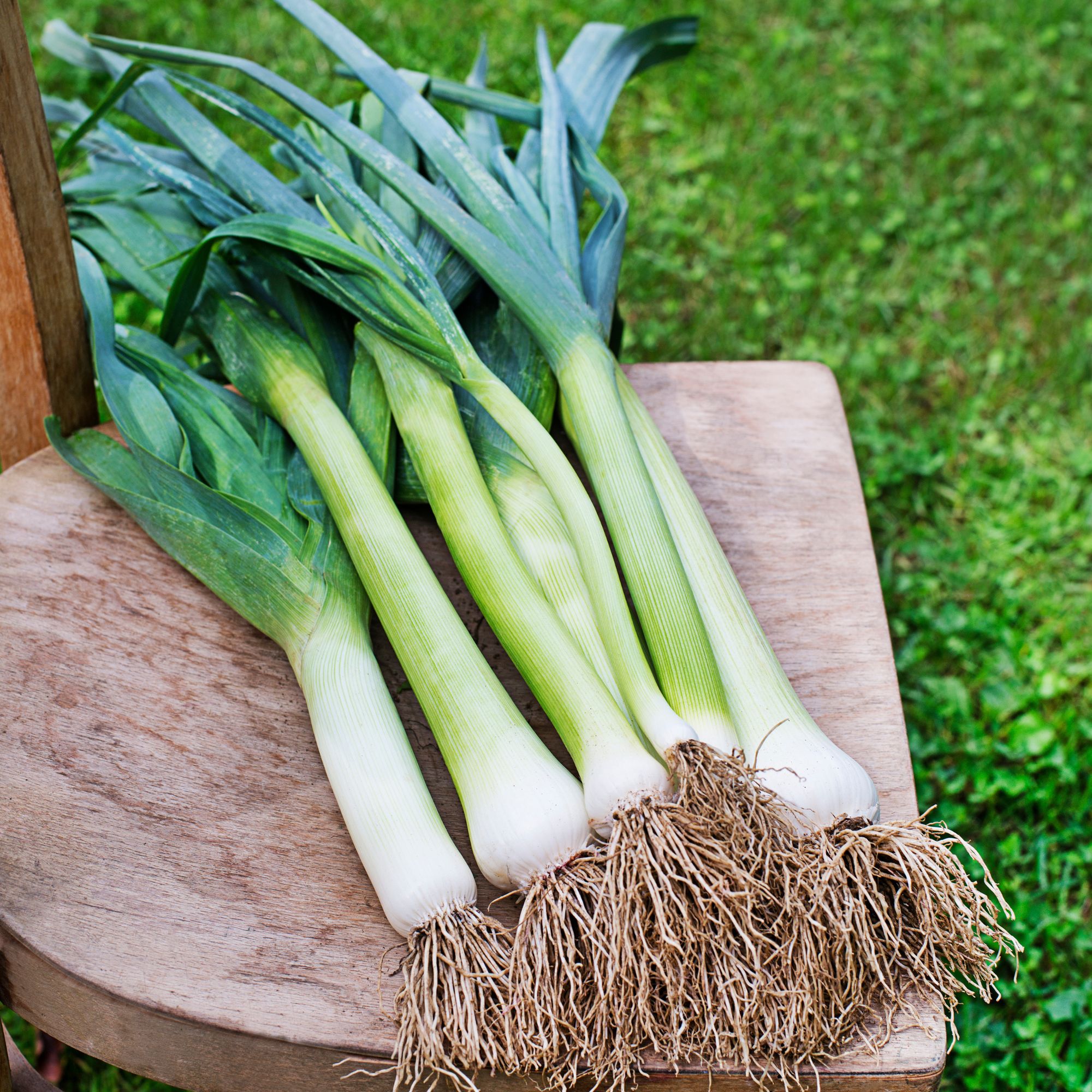 Freshly harvested leeks in a garden