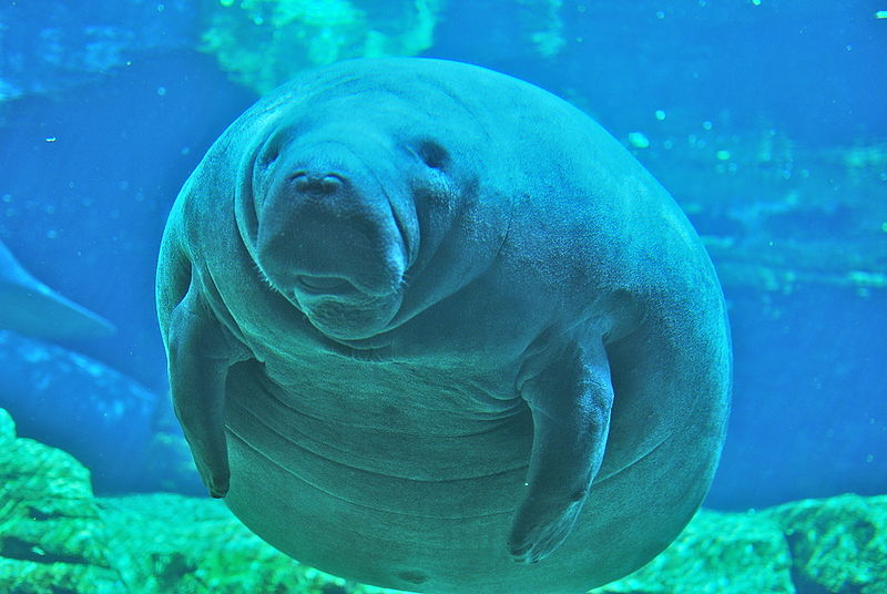 Why Is It Illegal to Ride a Manatee? | Live Science