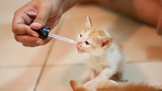 kitten care