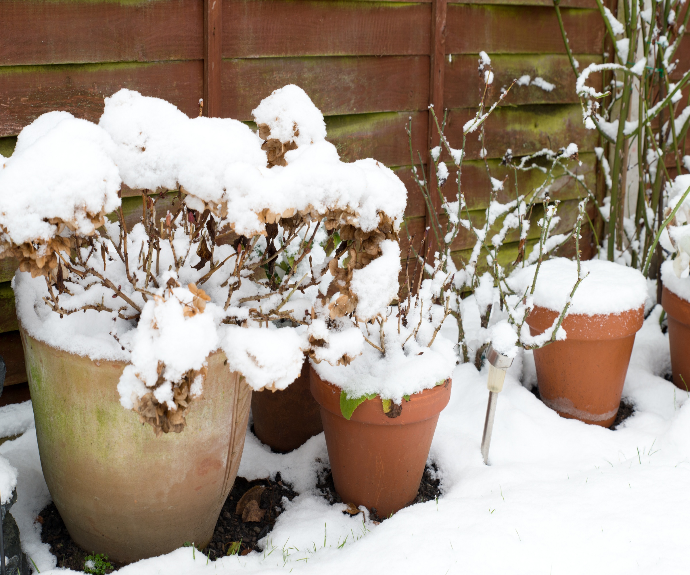 Potted hydrangeas covered in snow