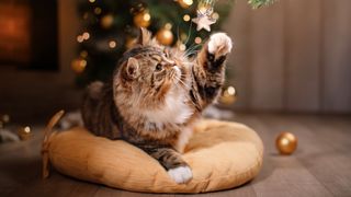 Cat lying on pillow playing with decoration hanging from Christmas tree