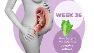 Pregnancy week by week 36