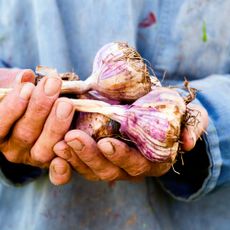 Organic farmer holding some of his crop of plump organic garlic bulbs