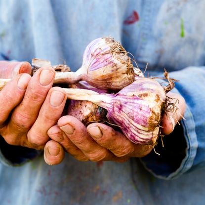 Organic farmer holding some of his crop of plump organic garlic bulbs