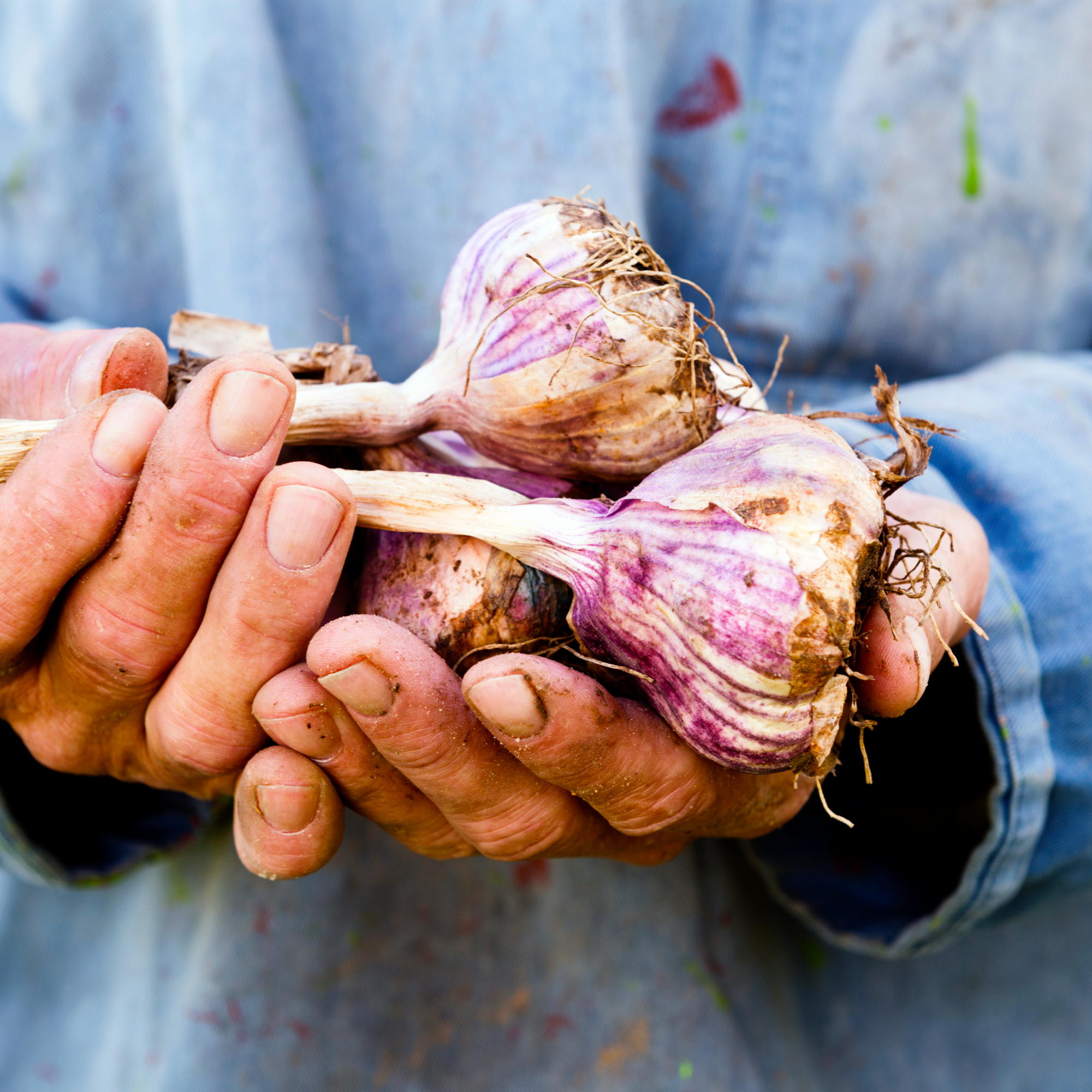 Organic farmer holding some of his crop of plump organic garlic bulbs