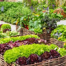 Vegetable garden filled with beautiful plants