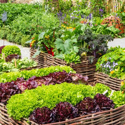 Vegetable garden filled with beautiful plants