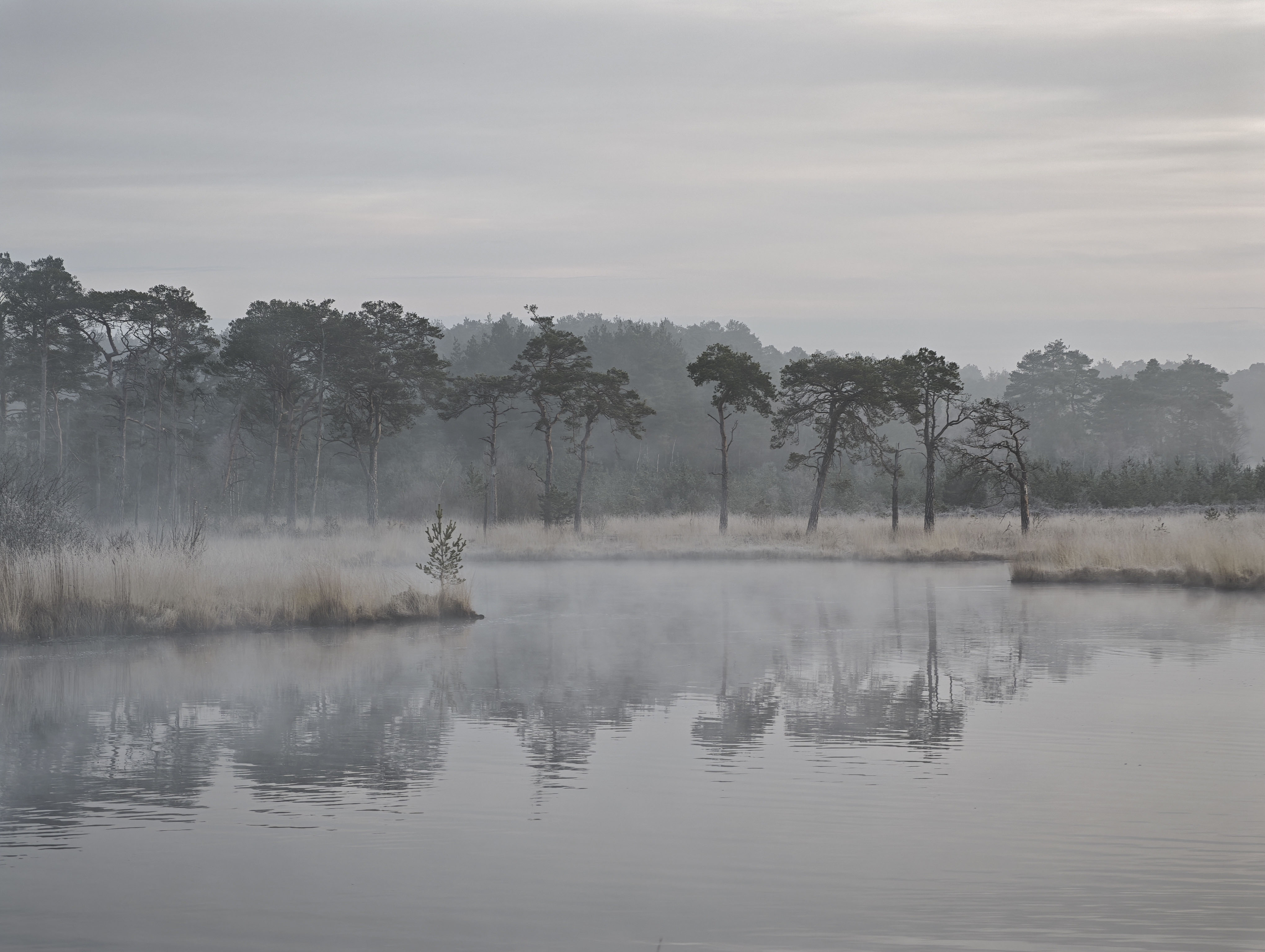 a collection of trees reflected in a still lake, with a touch of mist, at first light
