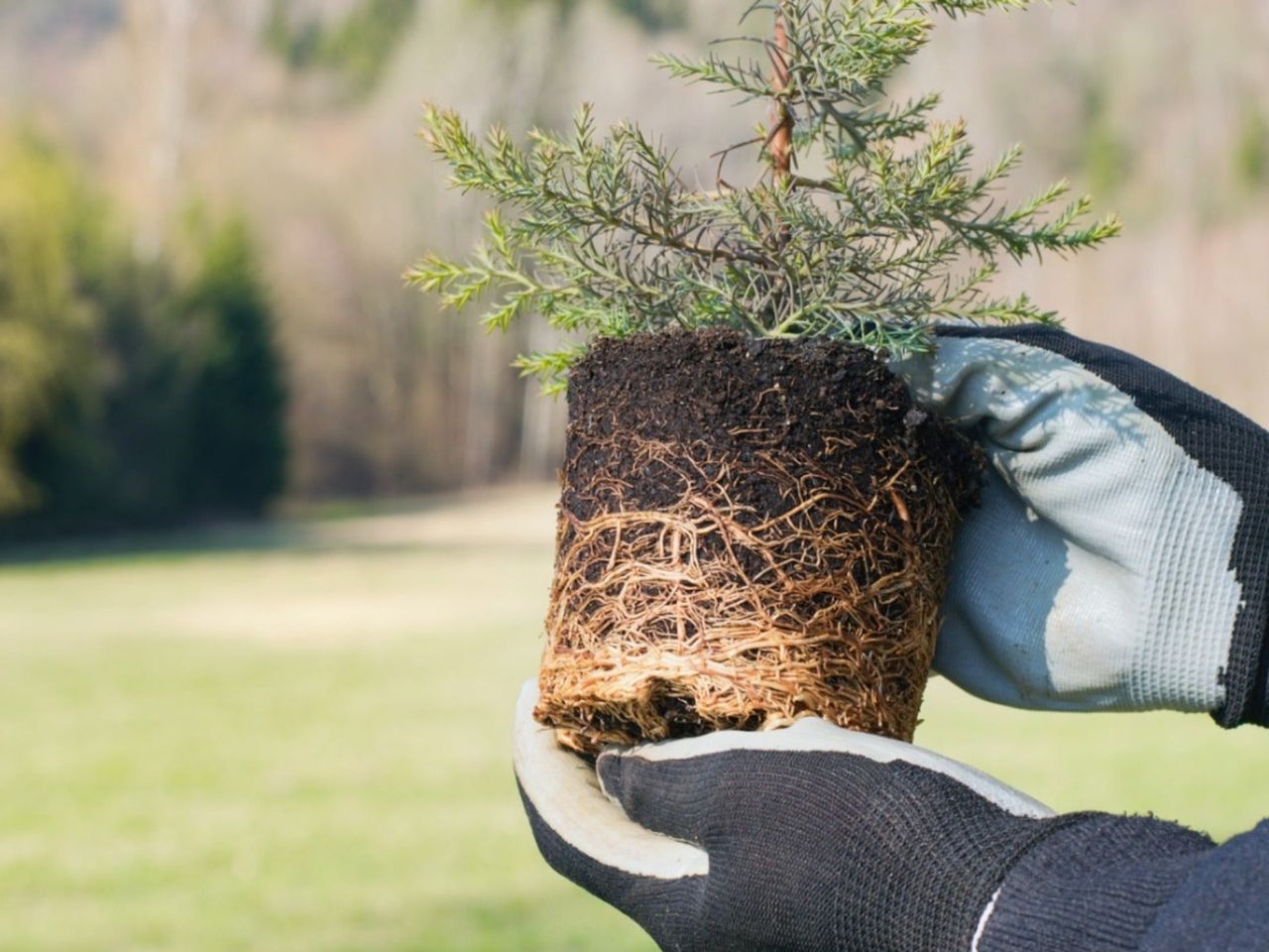 Gloved hands holding a small cedar tree and root ball