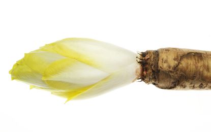 Close Up Of Chicory Root
