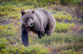 A female grizzly bear walks through a meadow at Denali National Park and Preserve