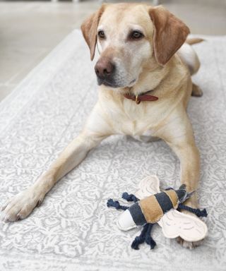A Labrador laying down with a stitched bee toy