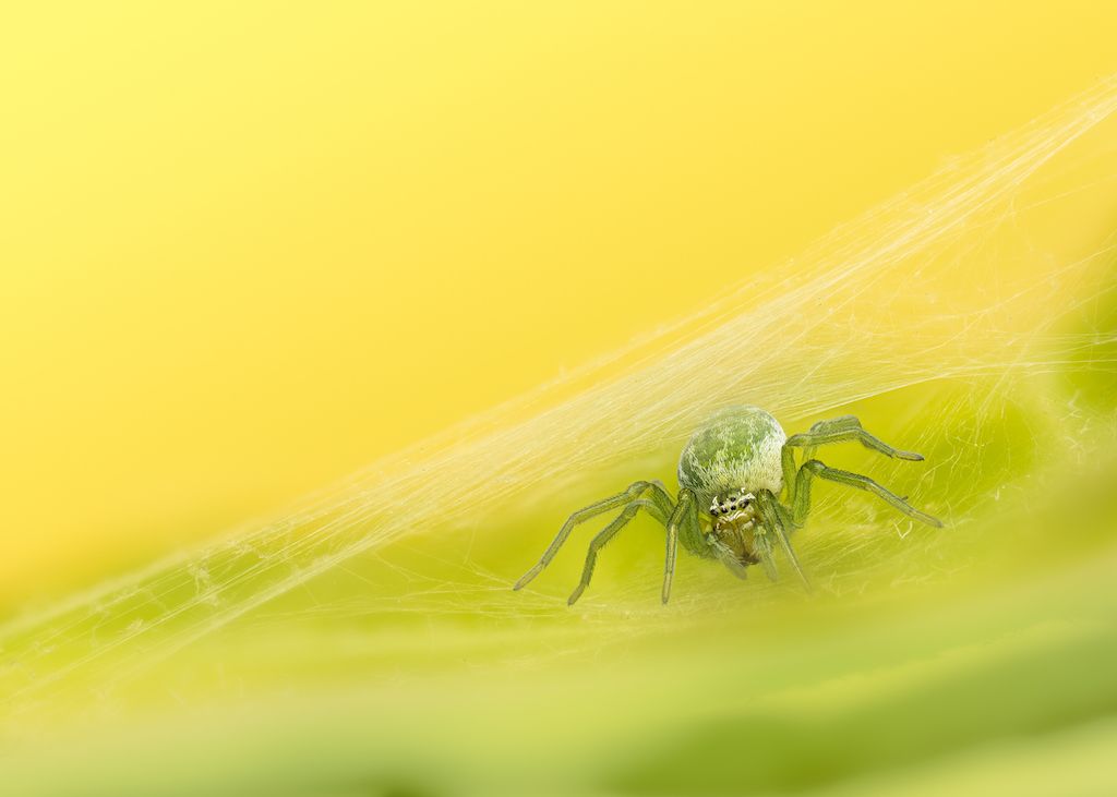 A close-up of a green spider perched on its silk web against a soft yellow and green background, showcasing intricate details