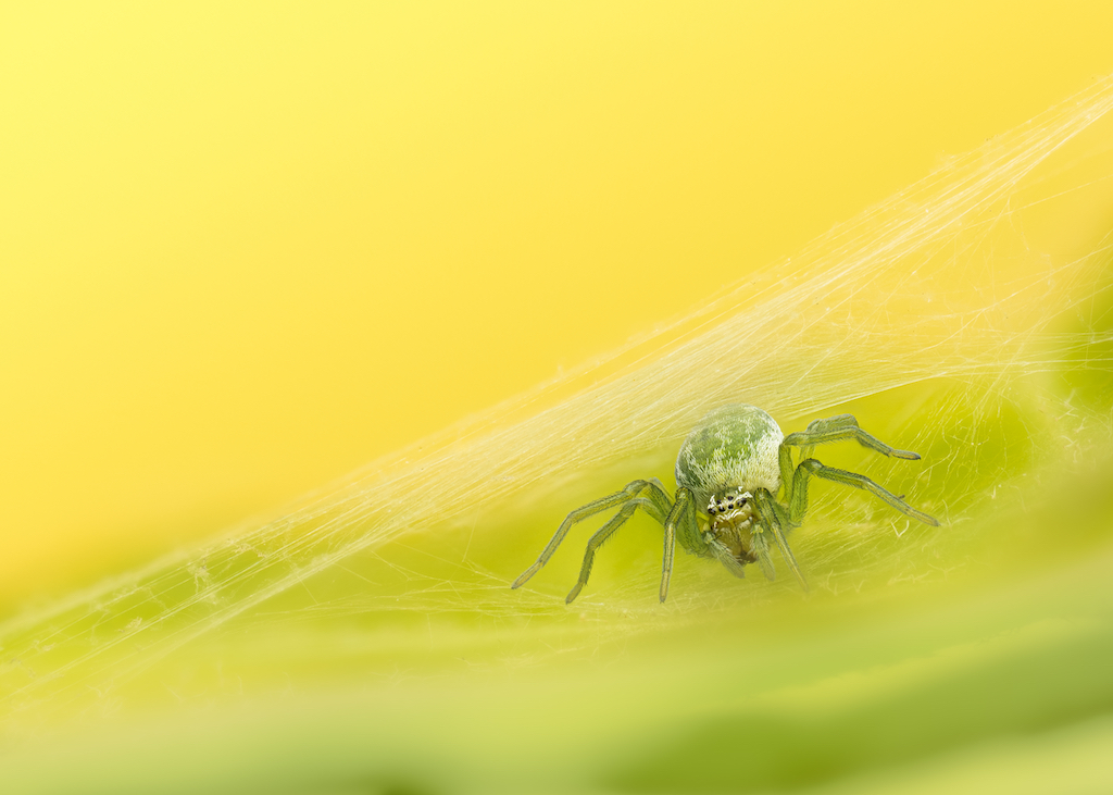 A close-up of a green spider perched on its silk web against a soft yellow and green background, showcasing intricate details