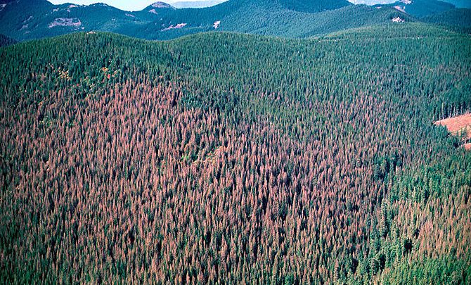 Aerial photograph of western spruce budworm outbreak at Mount Hood National Forest, Oregon.