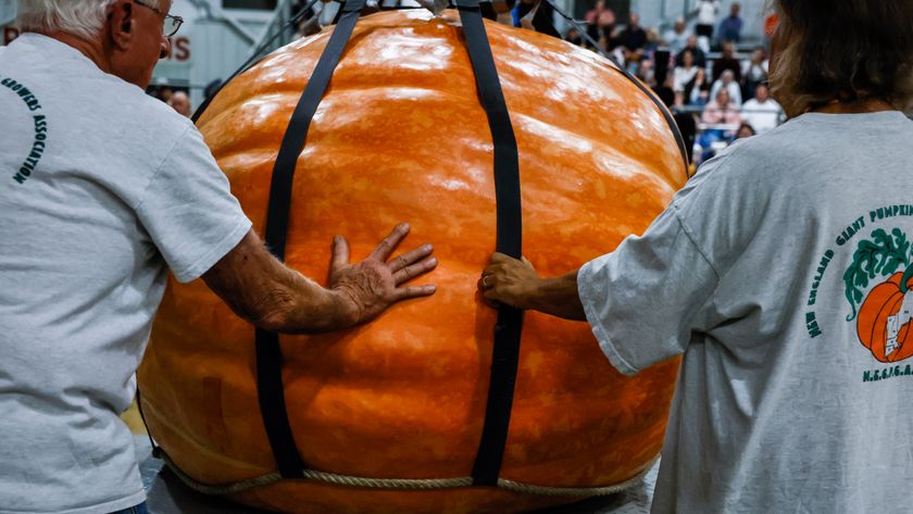 Handlers guide a giant pumpkin onto the scale during the All New England Giant Pumpkin Weigh-Off at the Topsfield Fair on October 4, 2025.