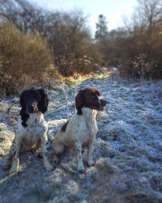 Frosty Britain - Oscar and Hugo out on a shoot