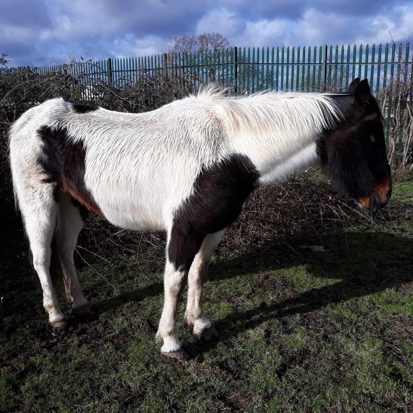 redwingshorsesanctuary_53478003942.jpg