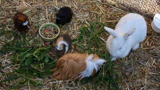 Rabbits in outdoor rabbit run