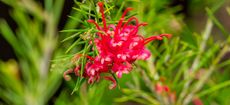 Canberra Gem, a popular type of Grevillea