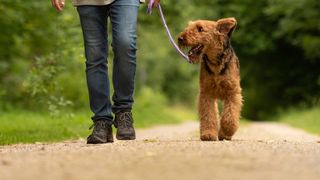 Person walking dog