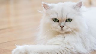 Largest cat breeds: Persian cat lying on hardwood floor looking at camera