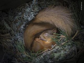 Wildlife Photographer of the Year: People's Choice Award 2020