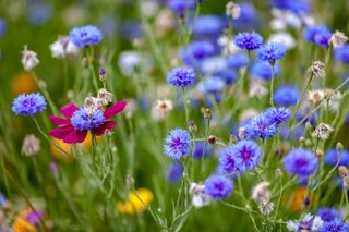 Close up view of a vibrant field of predominantly blue flowers.