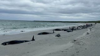 Dozens of long-finned pilot whales lying dead on a beach on Sanday, in Scotland.