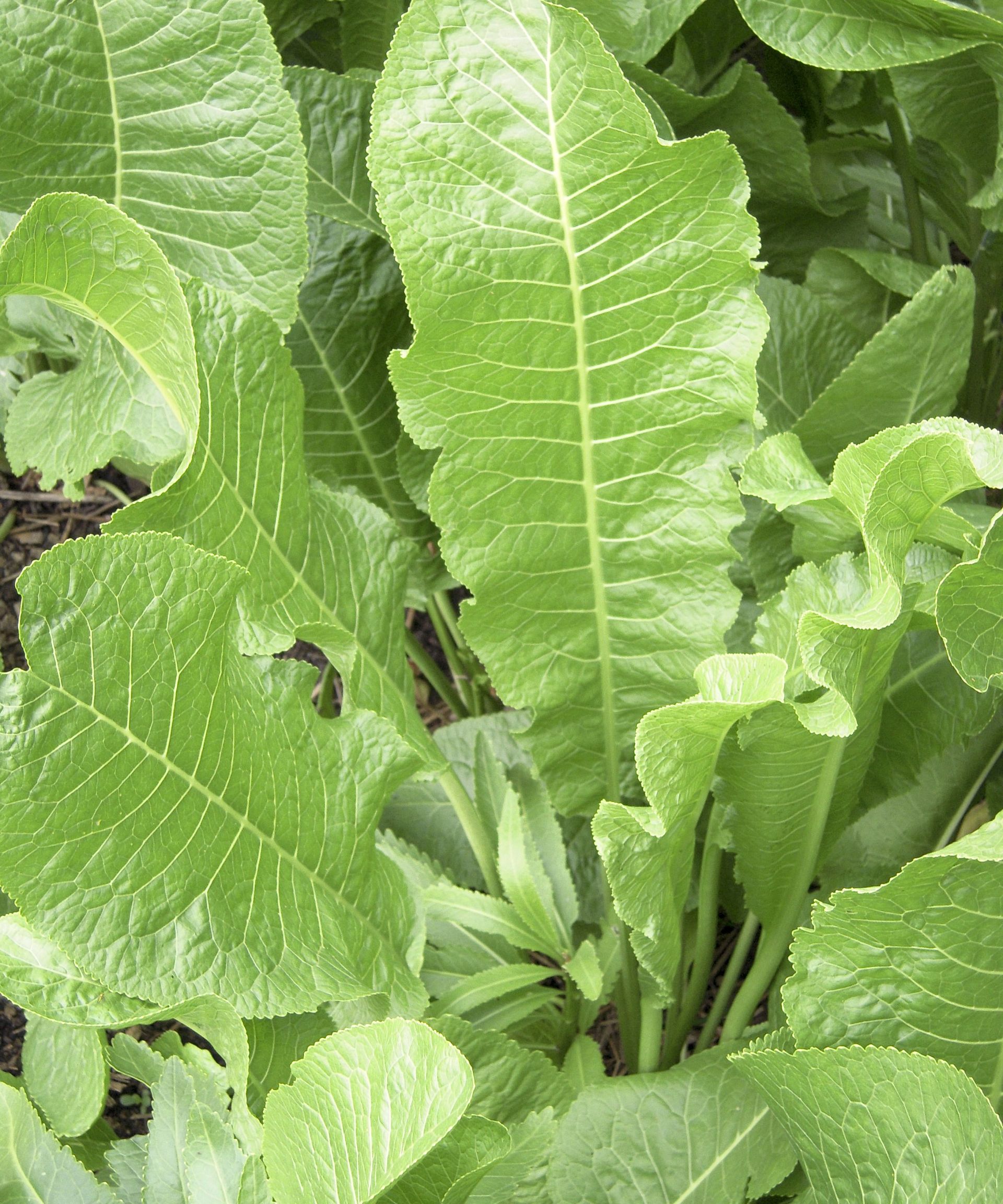 How to harvest horseradish tips from a professional grower