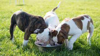 American Bulldog puppies