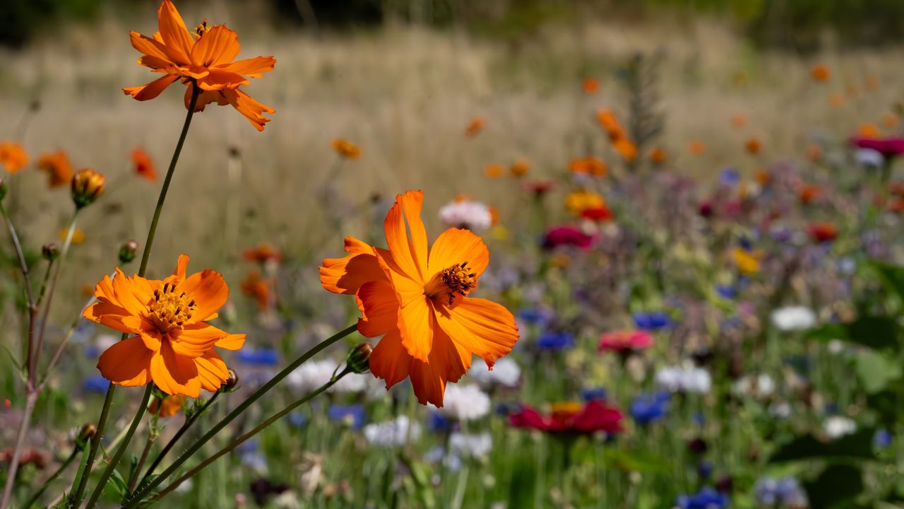 Wildflowers and seed heads in the UK