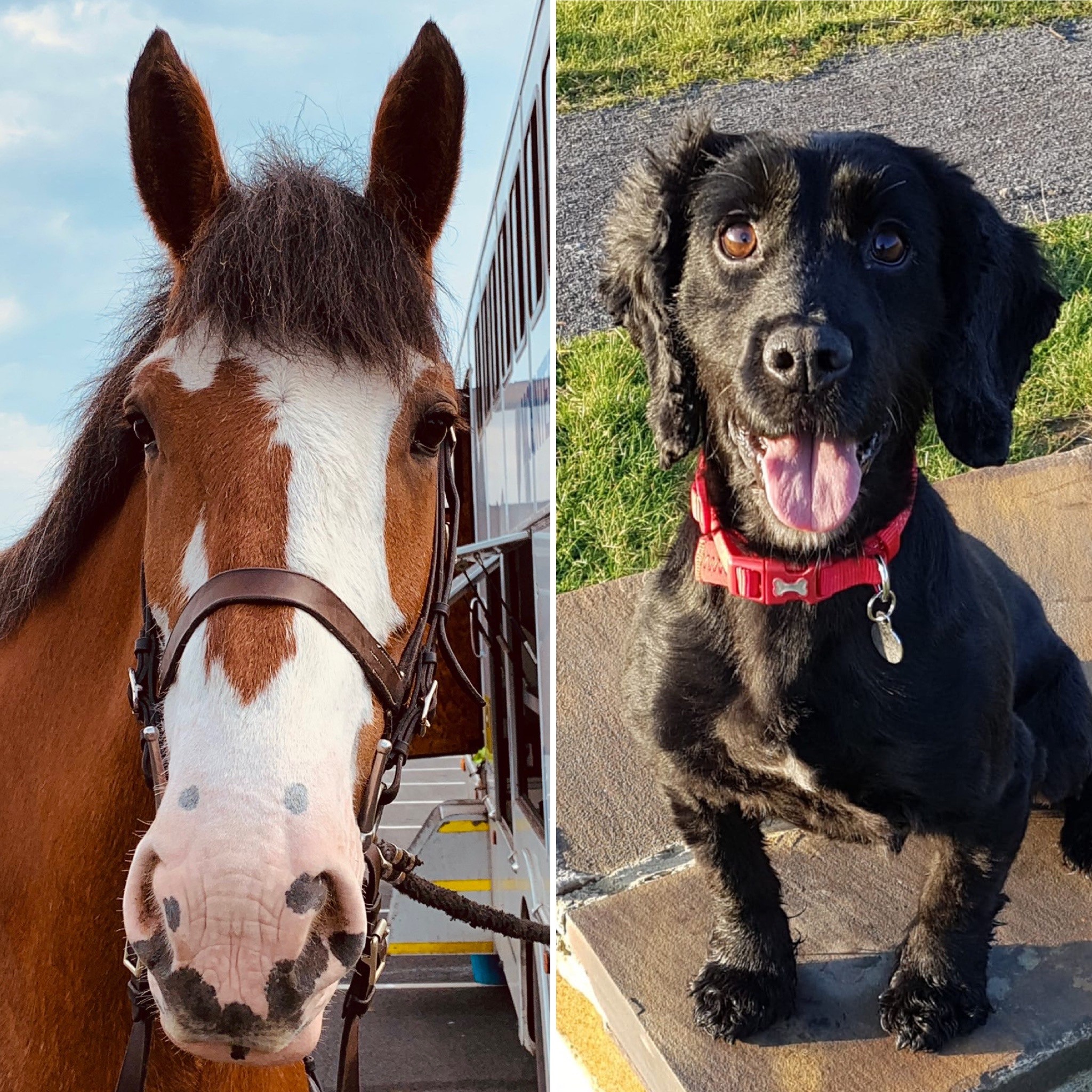 Police horse Penelope and dog Russell