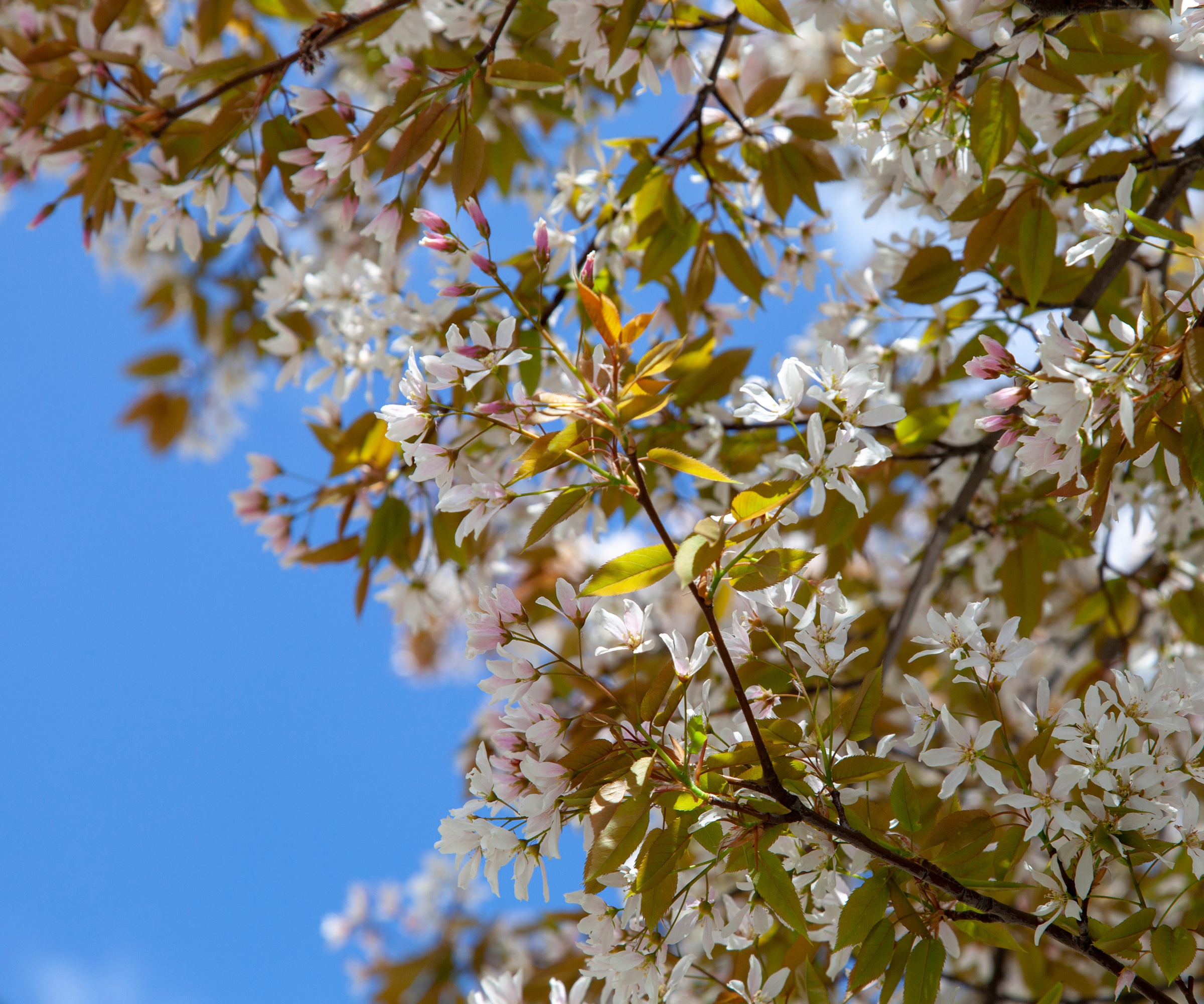 Blossom and new leaves of a Juneberry or snowy mespil, Amelanchier