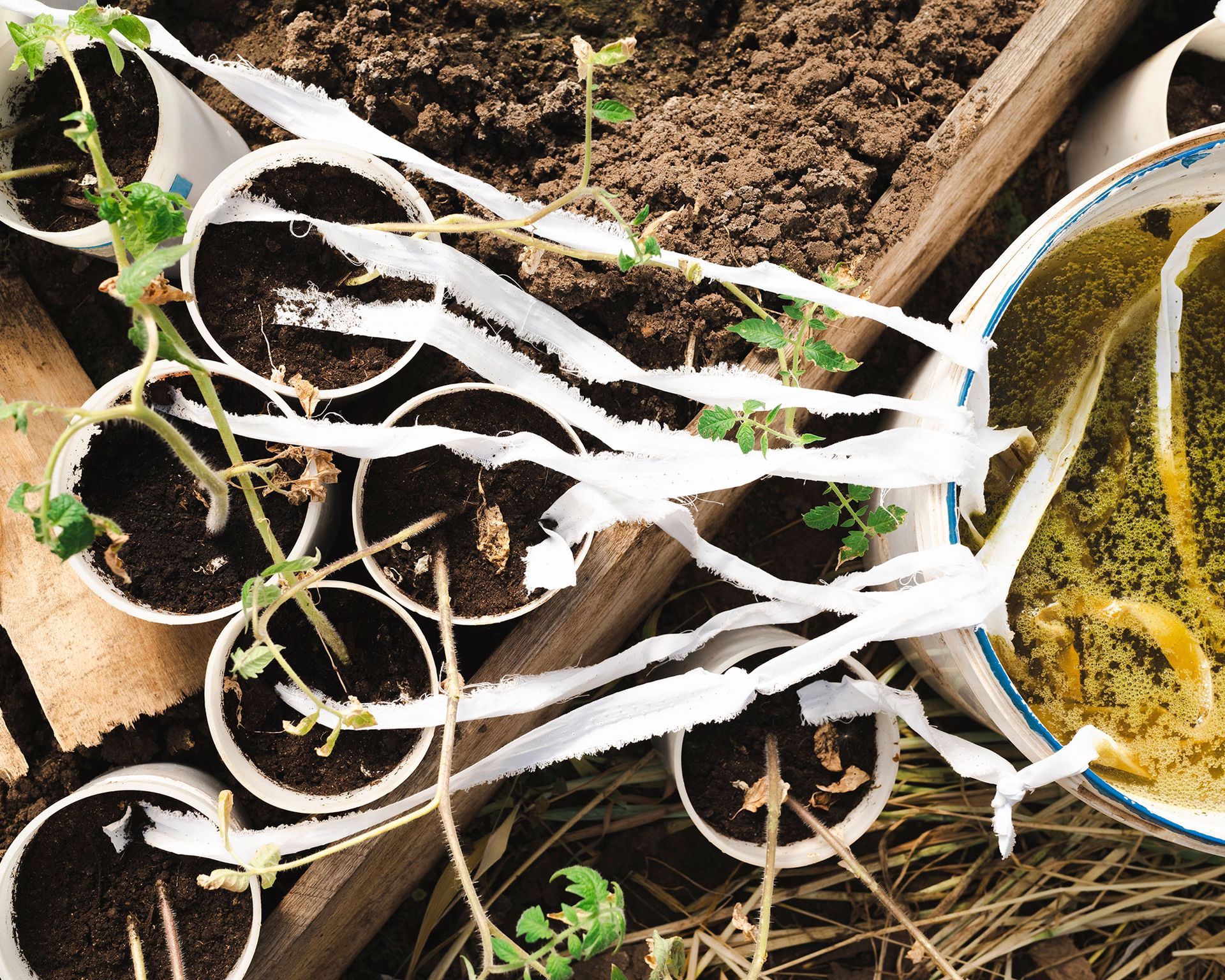 Automatic watering of vegetable seedlings of tomatoes through ropes and cloth in water bucket