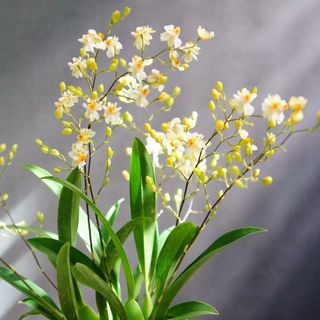 Mini yellow oncidium flowers
