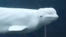 A beluga whale 